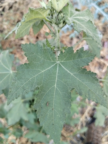 Kearnemalvastrum lacteum
