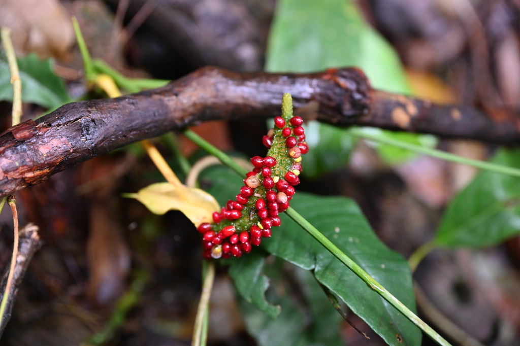 Anthurium trisectum