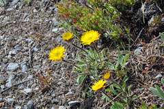 Erigeron aureus