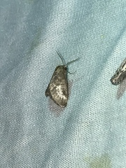 Cryptophobetron oropeso