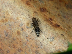 Ontholestes murinus