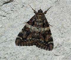 Catocala coniuncta