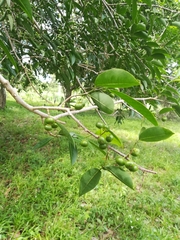 Malpighia mexicana