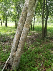 Malpighia mexicana