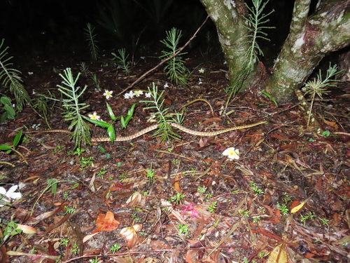 Brown Tree Snake sighting