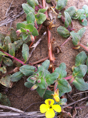 Camissoniopsis cheiranthifolia cheiranthifolia