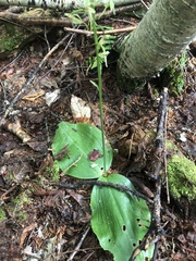 Platanthera macrophylla