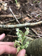 Platanthera macrophylla