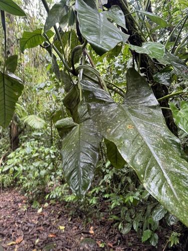 Syngonium schottianum, photograph 5