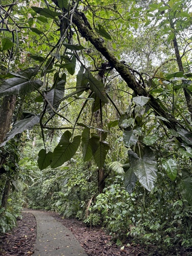 Syngonium schottianum, photograph 4