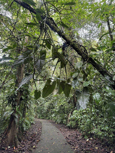 Syngonium schottianum, photograph 6