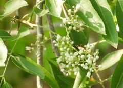 Thouinidium decandrum