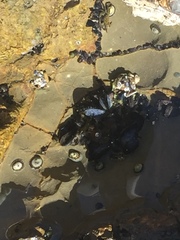 Mytilus californianus