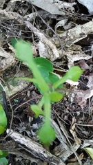 Parsonsia heterophylla