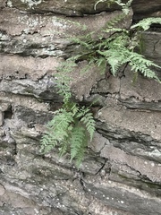 Cystopteris tennesseensis