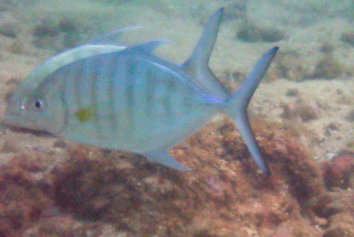 Carangoides ferdau, 2025-02-02