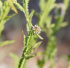 Pterocaulon serrulatum