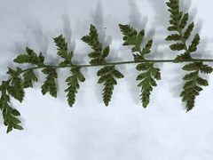 Cystopteris tennesseensis