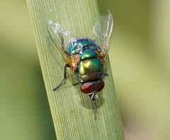 Neomyia lauta