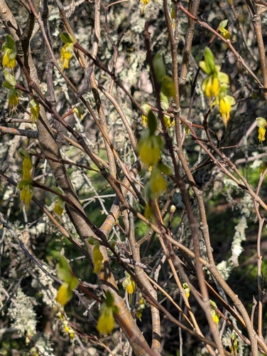 Image of Dirca occidentalis by no rights reserved