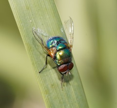 Neomyia lauta