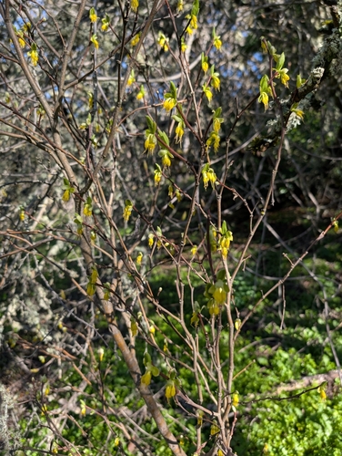 Image of Dirca occidentalis by no rights reserved