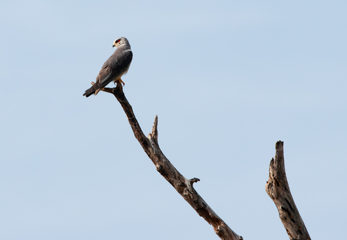 Black-winged Kite