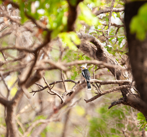 White-crested Helmetshrike