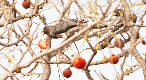 Western Plantain-eater