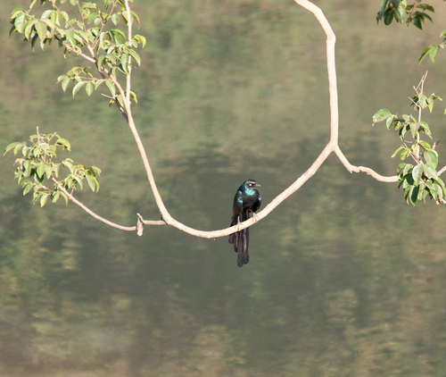 Long-tailed Glossy Starling