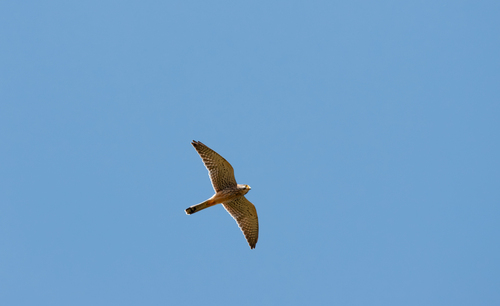 Eurasian Kestrel