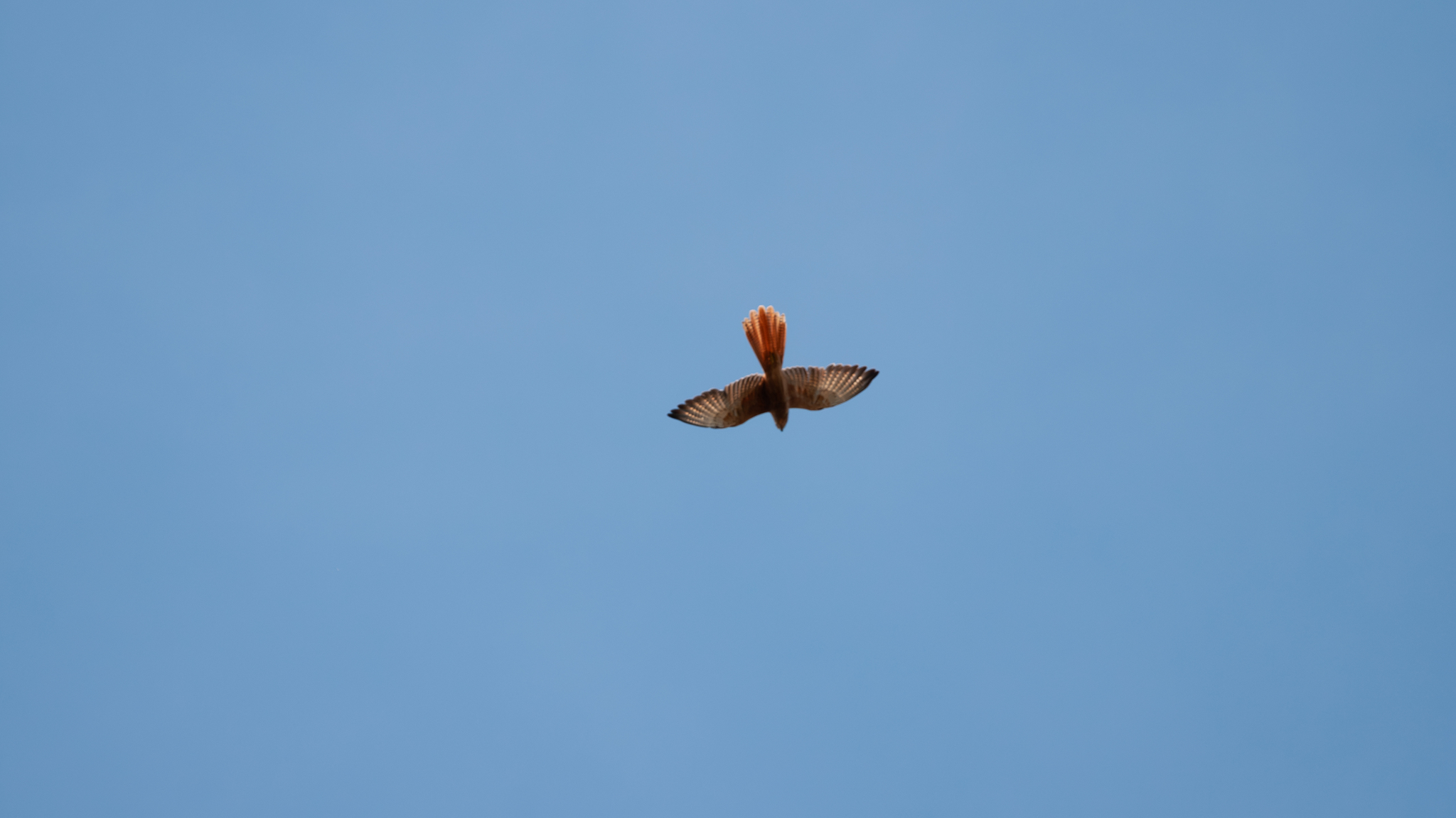 Fox Kestrel (Falco alopex), photo 6