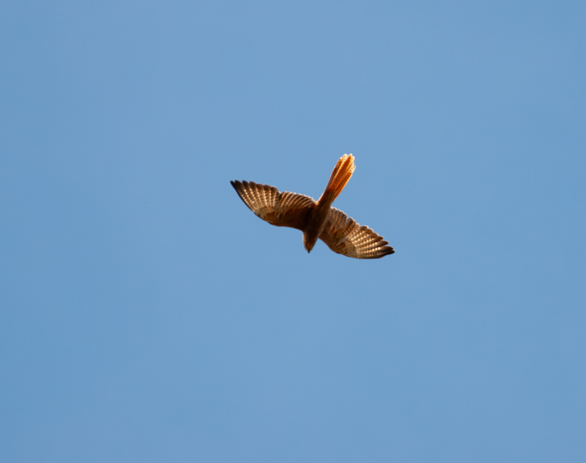 Fox Kestrel (Falco alopex), photo 7