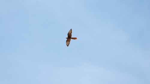 Fox Kestrel (Falco alopex), photo 9