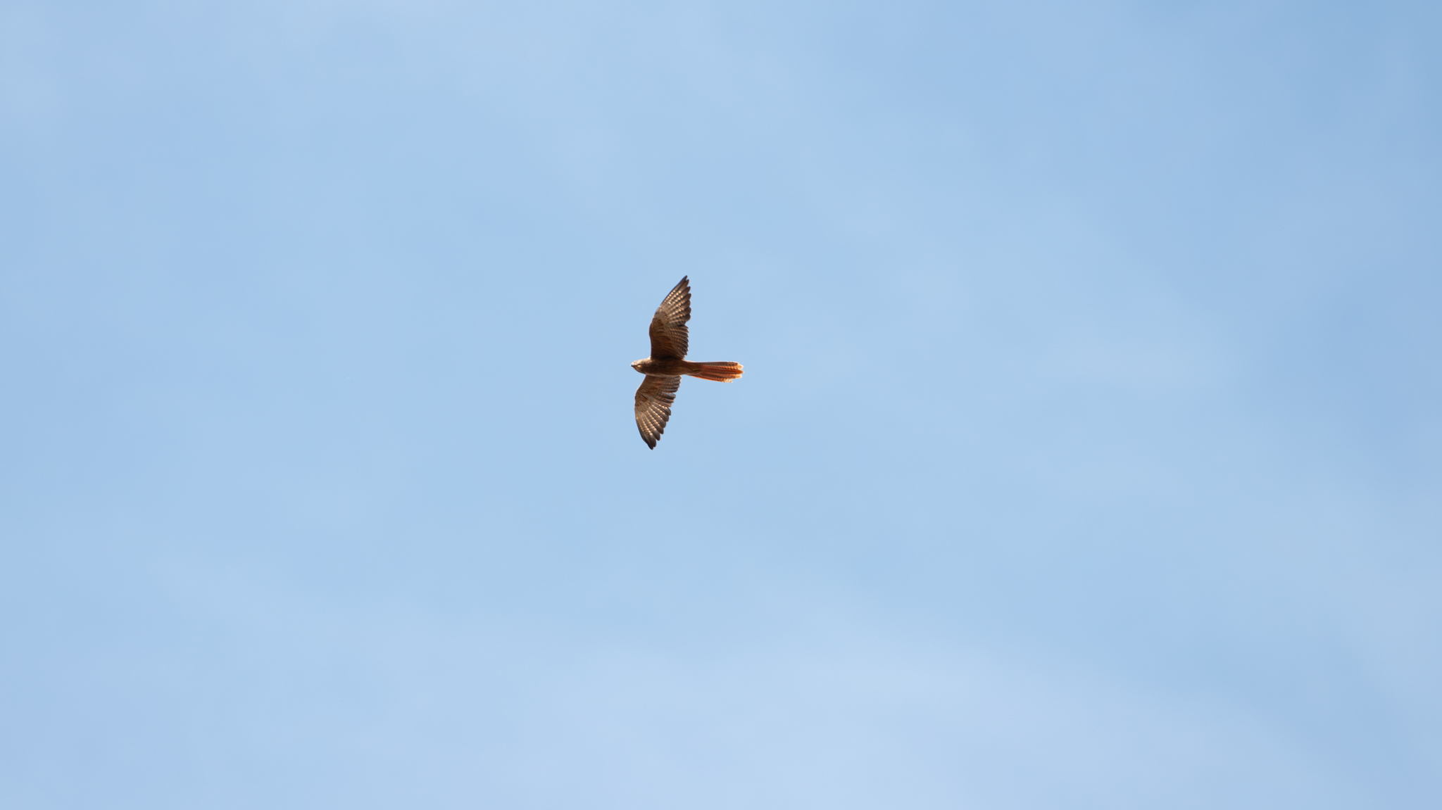 Fox Kestrel (Falco alopex), photo 5