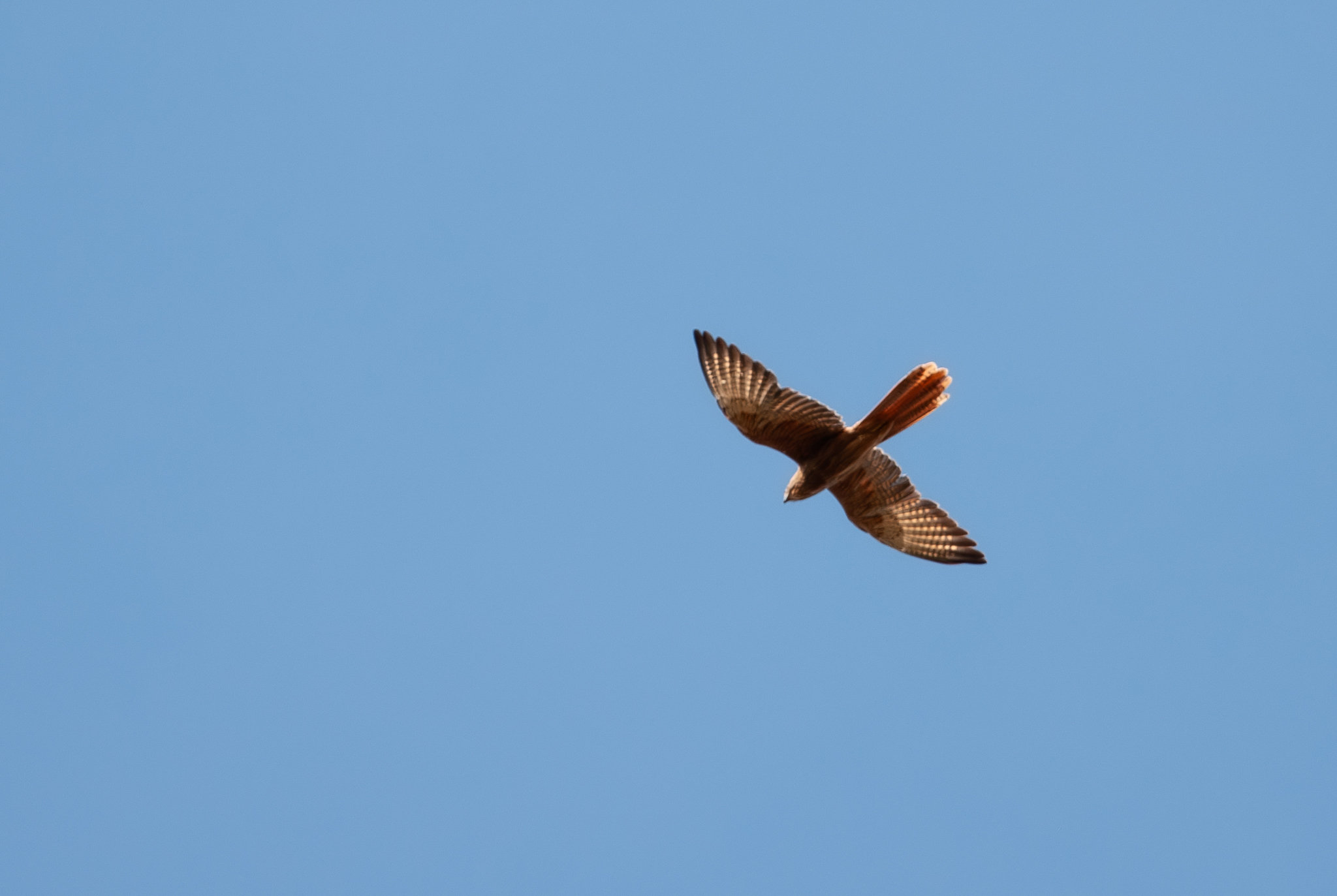 Fox Kestrel (Falco alopex), photo 8