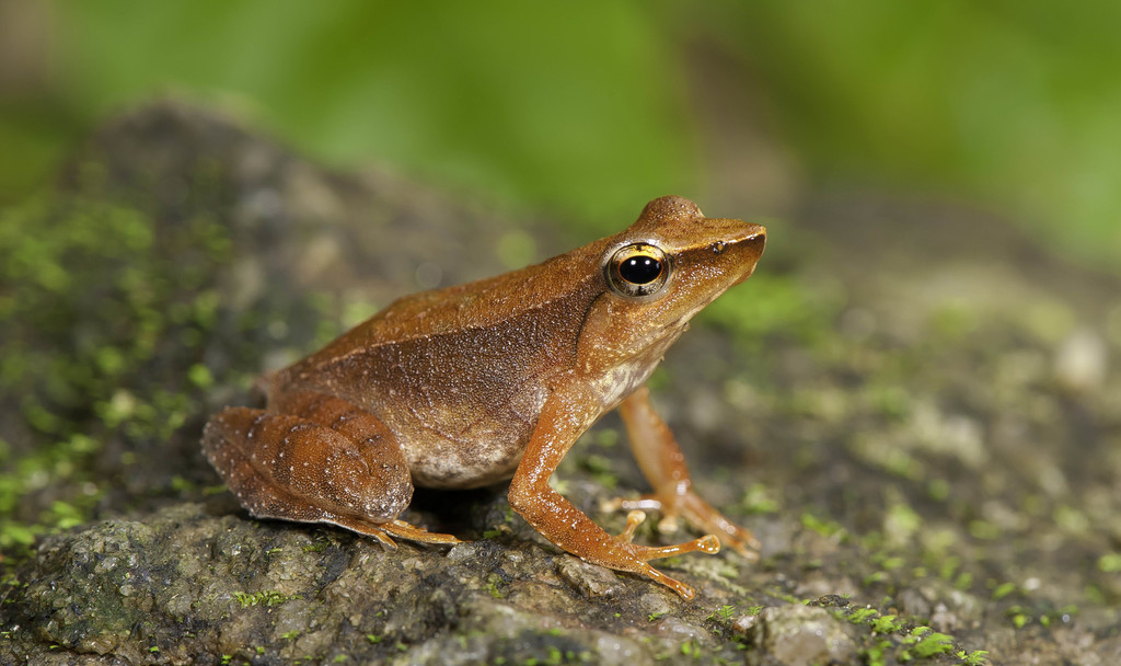 Nelliyampathi Dancing Frog