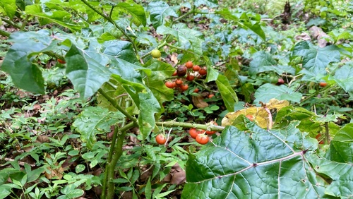 Solanum capsicoides observed 2024-08-01