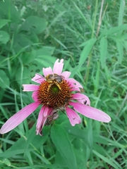 Svastra obliqua obliqua