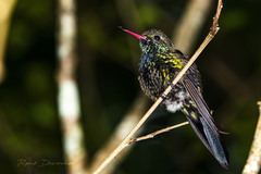 Hispaniolan Emerald photo 2