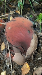 Wynnea americana