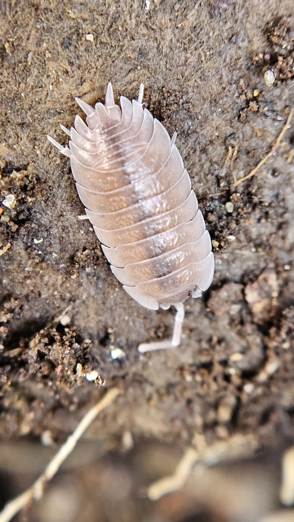 Common rough woodlouse (Porcellio scaber)