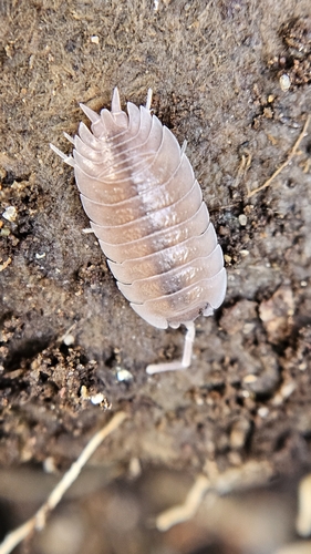 Common rough woodlouse