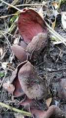 Wynnea americana