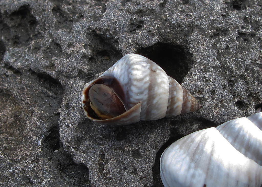 Littoraria mauritiana