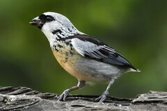 Grey-And-Gold Tanager photo 4