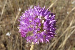 Allium sanbornii