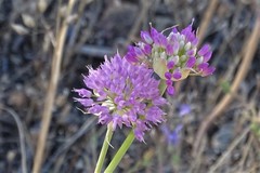 Allium sanbornii