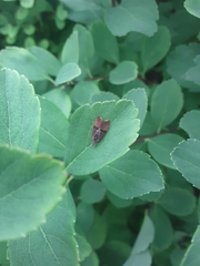 Evora hemidesma