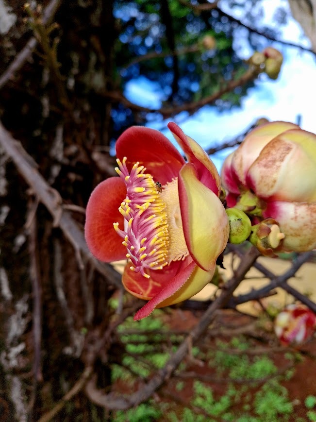 Couroupita guianensis